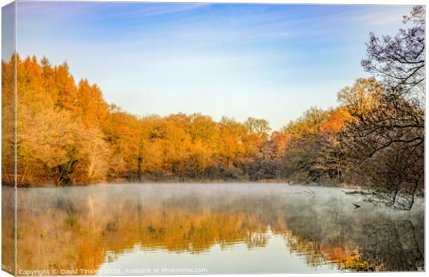 Late Autumn at Cannop No.2 Canvas Print by David Tinsley