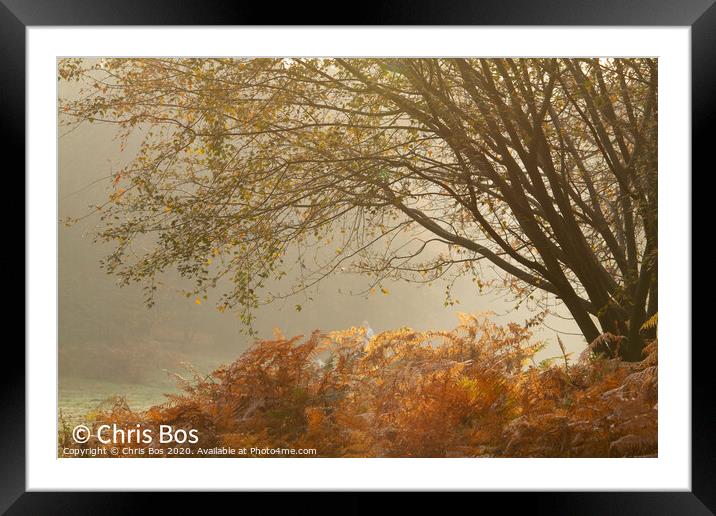 Misty Autumn Morning Framed Mounted Print by Chris Bos