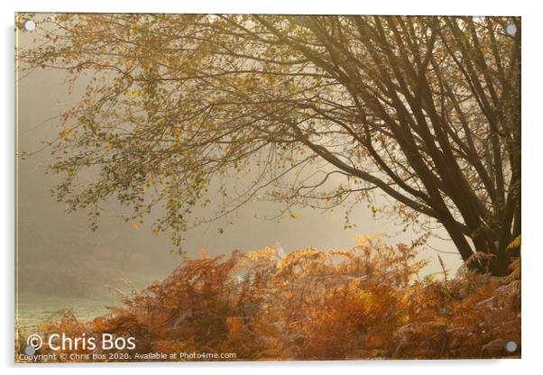 Misty Autumn Morning Acrylic by Chris Bos