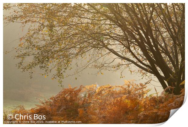 Misty Autumn Morning Print by Chris Bos
