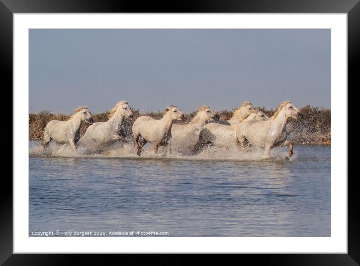 Camargue white Horse France, Provence in the Alpes Côte d'Azur Framed Mounted Print by Holly Burgess