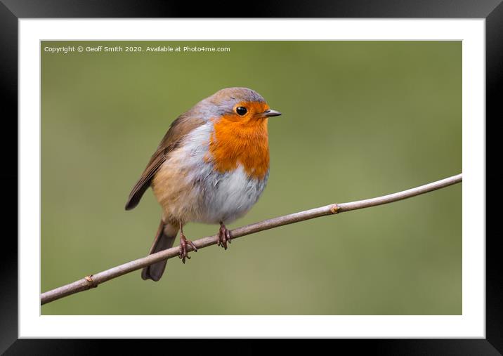 Robin perched in Autumn Framed Mounted Print by Geoff Smith