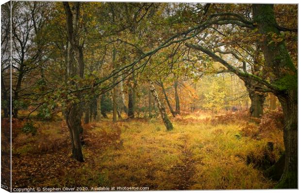 Autumn Forest Canvas Print by Stephen Oliver