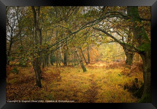 Autumn Forest Framed Print by Stephen Oliver