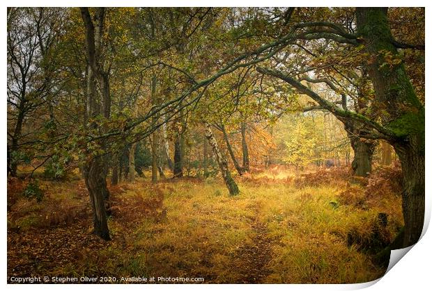 Autumn Forest Print by Stephen Oliver