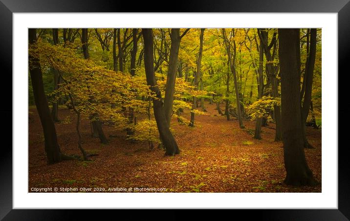 Autumn Leaves  Framed Mounted Print by Stephen Oliver