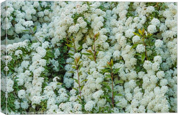 a bush of white  spirea flowers Canvas Print by daniele mattioda
