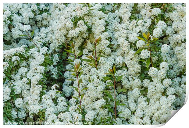 a bush of white  spirea flowers Print by daniele mattioda