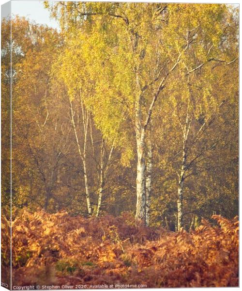 Autumn Birch Canvas Print by Stephen Oliver