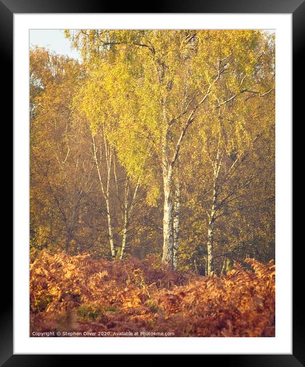 Autumn Birch Framed Mounted Print by Stephen Oliver
