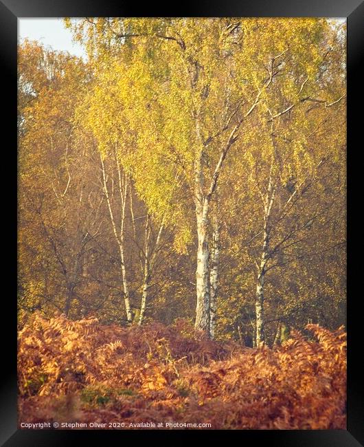 Autumn Birch Framed Print by Stephen Oliver