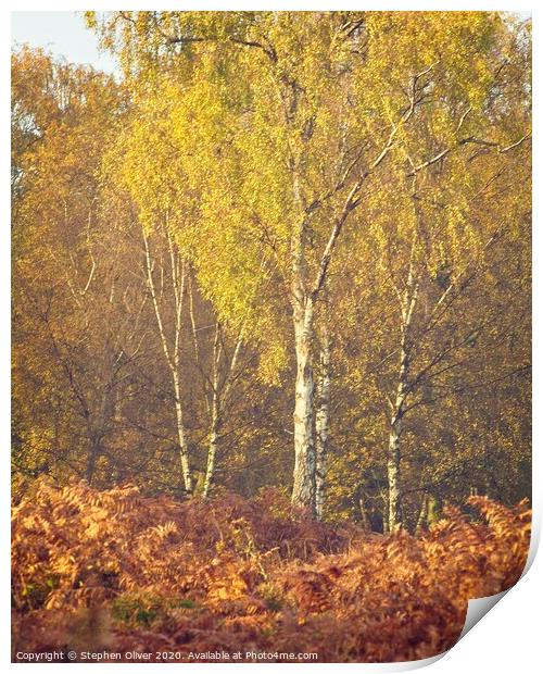 Autumn Birch Print by Stephen Oliver