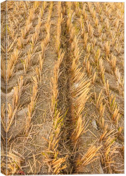 wheat field in autumn Canvas Print by daniele mattioda