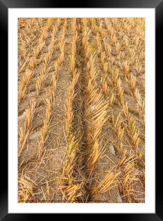 wheat field in autumn Framed Mounted Print by daniele mattioda