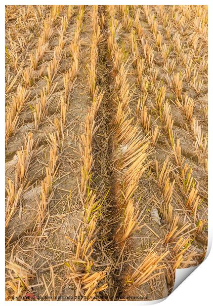 wheat field in autumn Print by daniele mattioda
