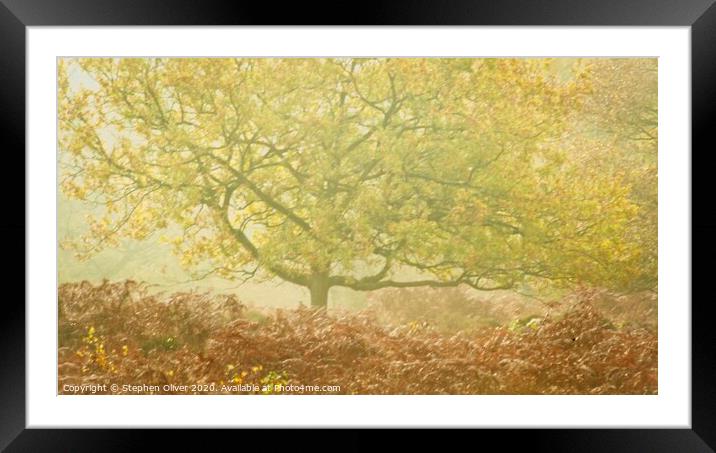 Misty Tree Framed Mounted Print by Stephen Oliver