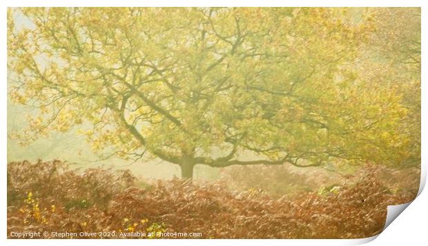 Misty Tree Print by Stephen Oliver