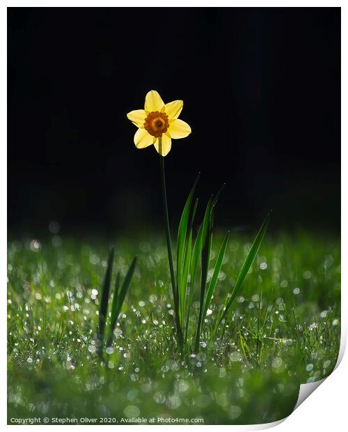 Lone Daffodil  Print by Stephen Oliver