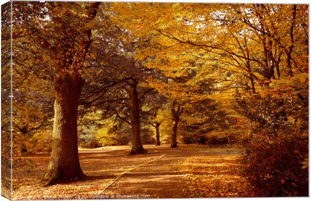 Epping Forest London in full Autumn Colour. Canvas Print by Diana Mower