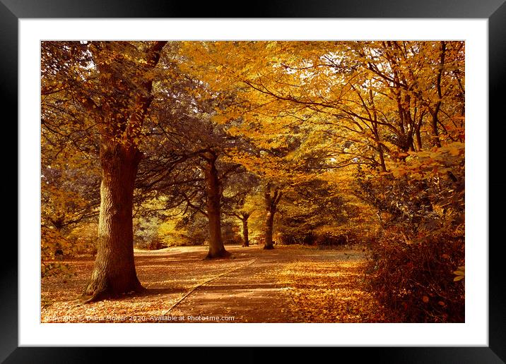 Epping Forest London in full Autumn Colour. Framed Mounted Print by Diana Mower