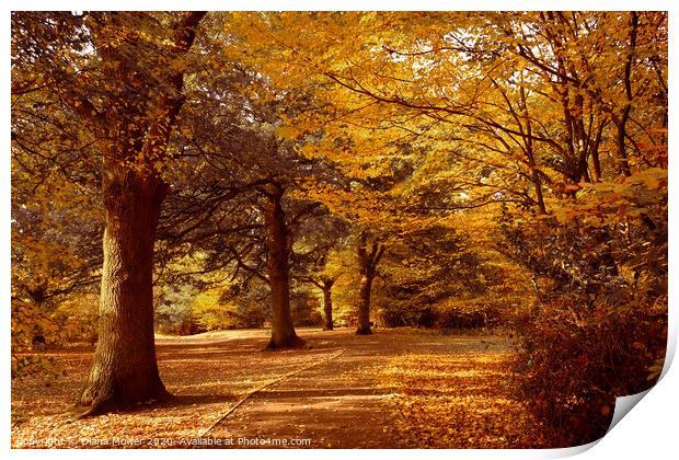Epping Forest London in full Autumn Colour. Print by Diana Mower
