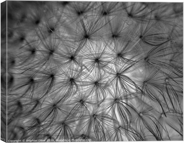 Abstract Dandelion Canvas Print by Stephen Oliver