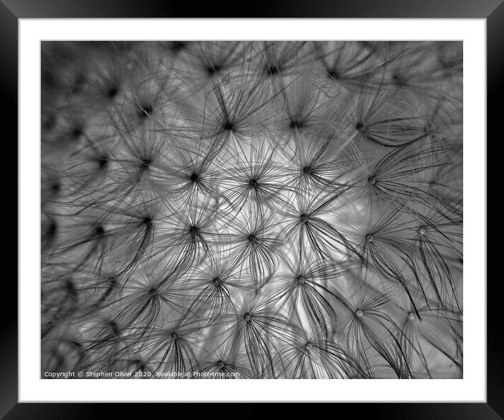 Abstract Dandelion Framed Mounted Print by Stephen Oliver