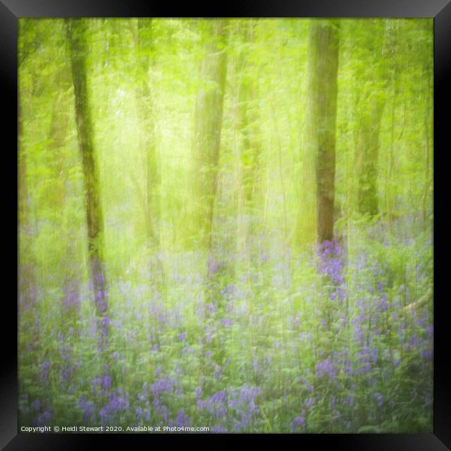 Bluebell Wood Framed Print by Heidi Stewart