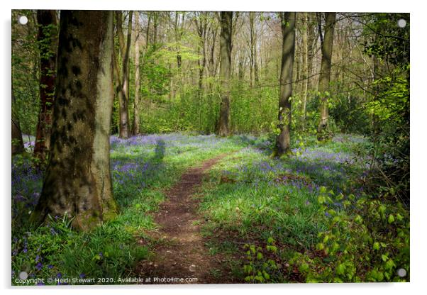 Micheldever Wood in Hampshire Acrylic by Heidi Stewart