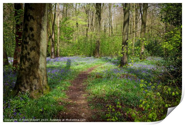 Micheldever Wood in Hampshire Print by Heidi Stewart