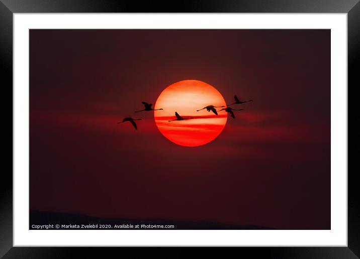 A flock of Flamingos flying across the setting sun Framed Mounted Print by Marketa Zvelebil