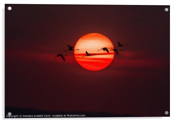 A flock of Flamingos flying across the setting sun Acrylic by Marketa Zvelebil