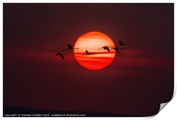 A flock of Flamingos flying across the setting sun Print by Marketa Zvelebil