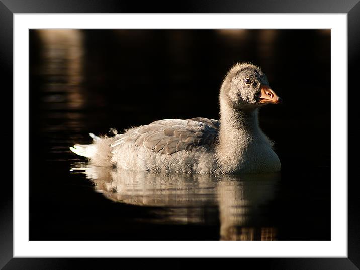 Baby Greylag Goose Framed Mounted Print by Keith Thorburn EFIAP/b