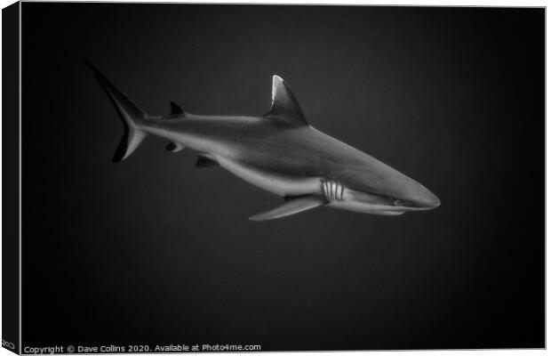 White Tipped Reef Shark Canvas Print by Dave Collins
