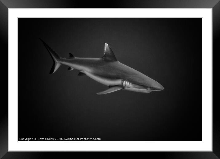 White Tipped Reef Shark Framed Mounted Print by Dave Collins