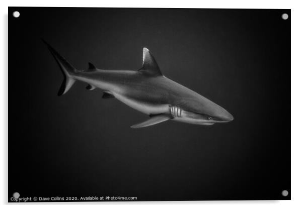 White Tipped Reef Shark Acrylic by Dave Collins