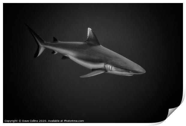 White Tipped Reef Shark Print by Dave Collins