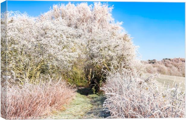 Footpath on a Frosty Morning Canvas Print by Dave Collins