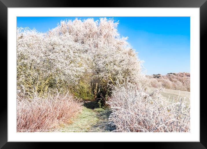 Footpath on a Frosty Morning Framed Mounted Print by Dave Collins