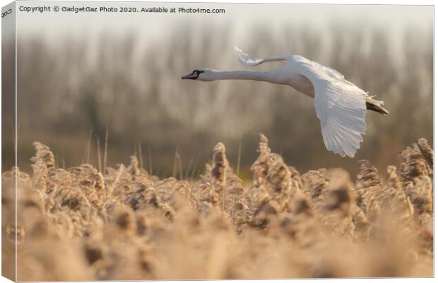 Mute Swan flying over the reeds Canvas Print by GadgetGaz Photo