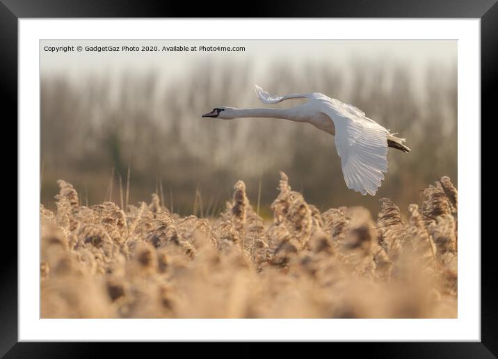 Mute Swan flying over the reeds Framed Mounted Print by GadgetGaz Photo