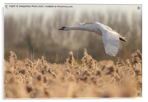 Mute Swan flying over the reeds Acrylic by GadgetGaz Photo