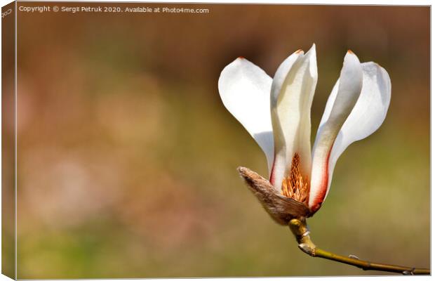 Big magnolia flower in spring garden close-up. Canvas Print by Sergii Petruk