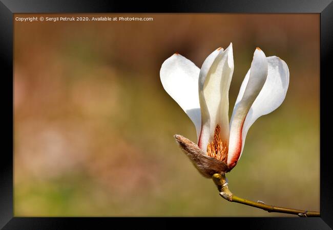 Big magnolia flower in spring garden close-up. Framed Print by Sergii Petruk