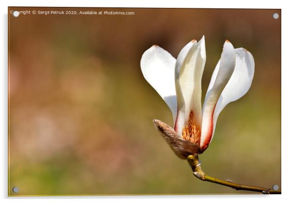 Big magnolia flower in spring garden close-up. Acrylic by Sergii Petruk