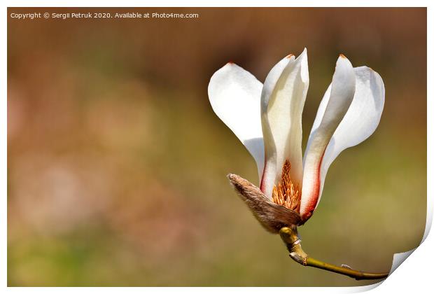 Big magnolia flower in spring garden close-up. Print by Sergii Petruk