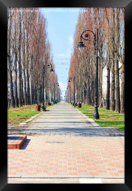 Poplar alley with vintage street lamps along the path, paved with paving slabs. Framed Print by Sergii Petruk