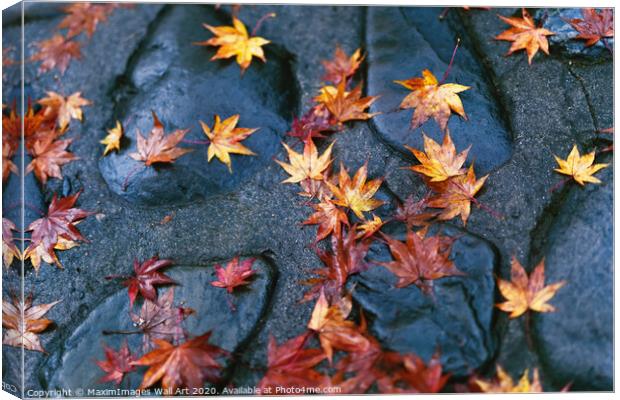 MXI30978 Fallen yellow red Japanese maple leaves Canvas Print by MaximImages Wall Art