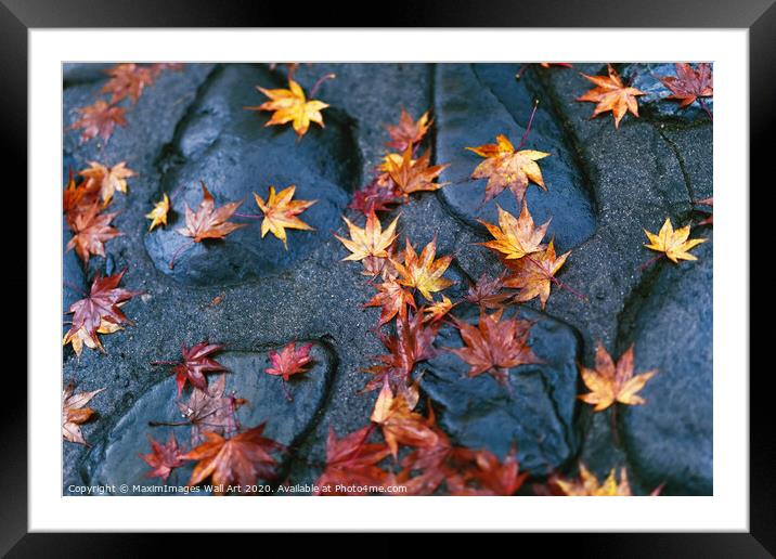 MXI30978 Fallen yellow red Japanese maple leaves Framed Mounted Print by MaximImages Wall Art